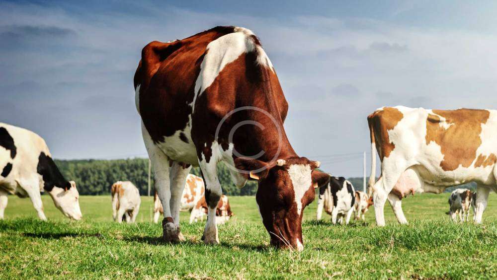 Beef Mince