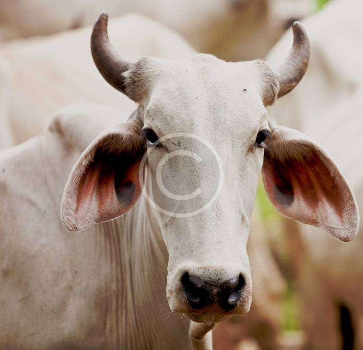 Controlling Worms to Improve Milk Yield